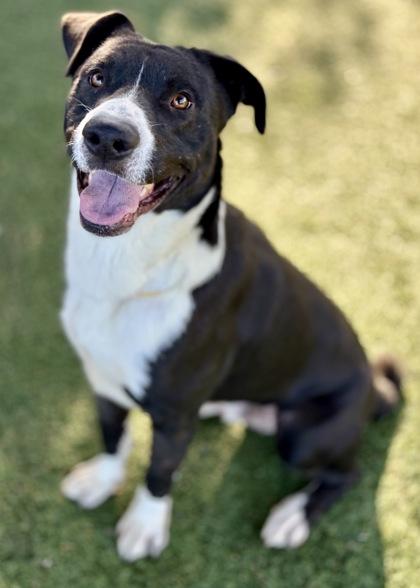 Pepe, a Adoptable mixed breed in Red Bluff, CA image 4/4