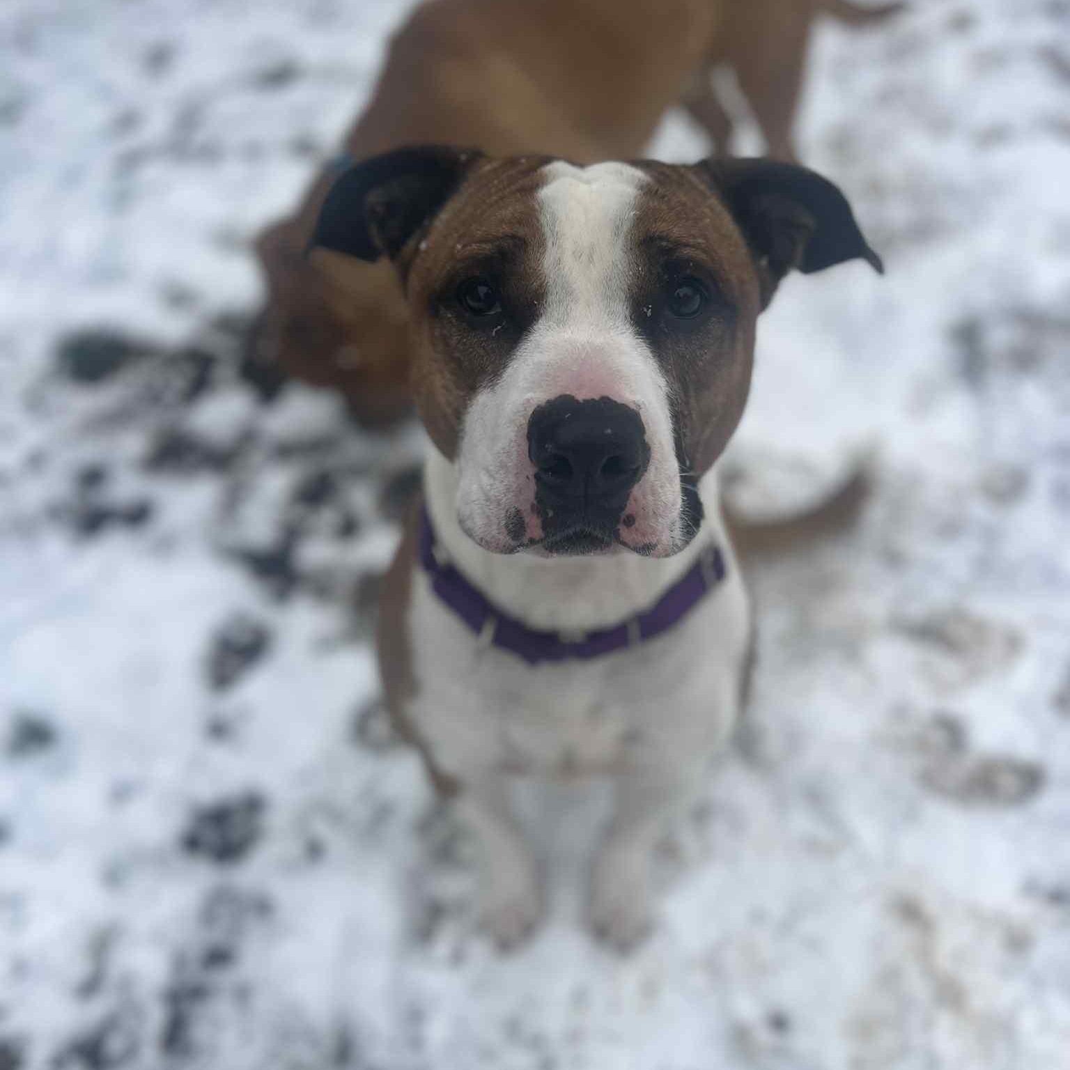 Mya (& Burris bonded pair) , Adoptable, Adult Female Mixed Breed & American Bulldog.