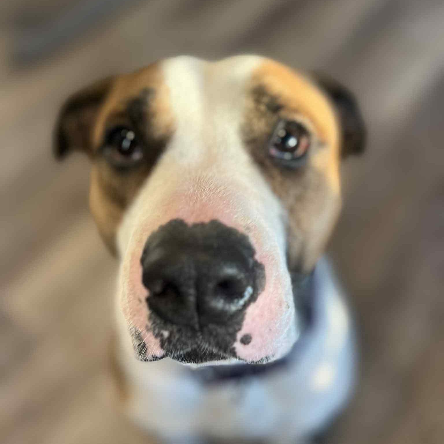 Mya, a Adoptable mixed breed in Richmond Hill, ON image 2/5