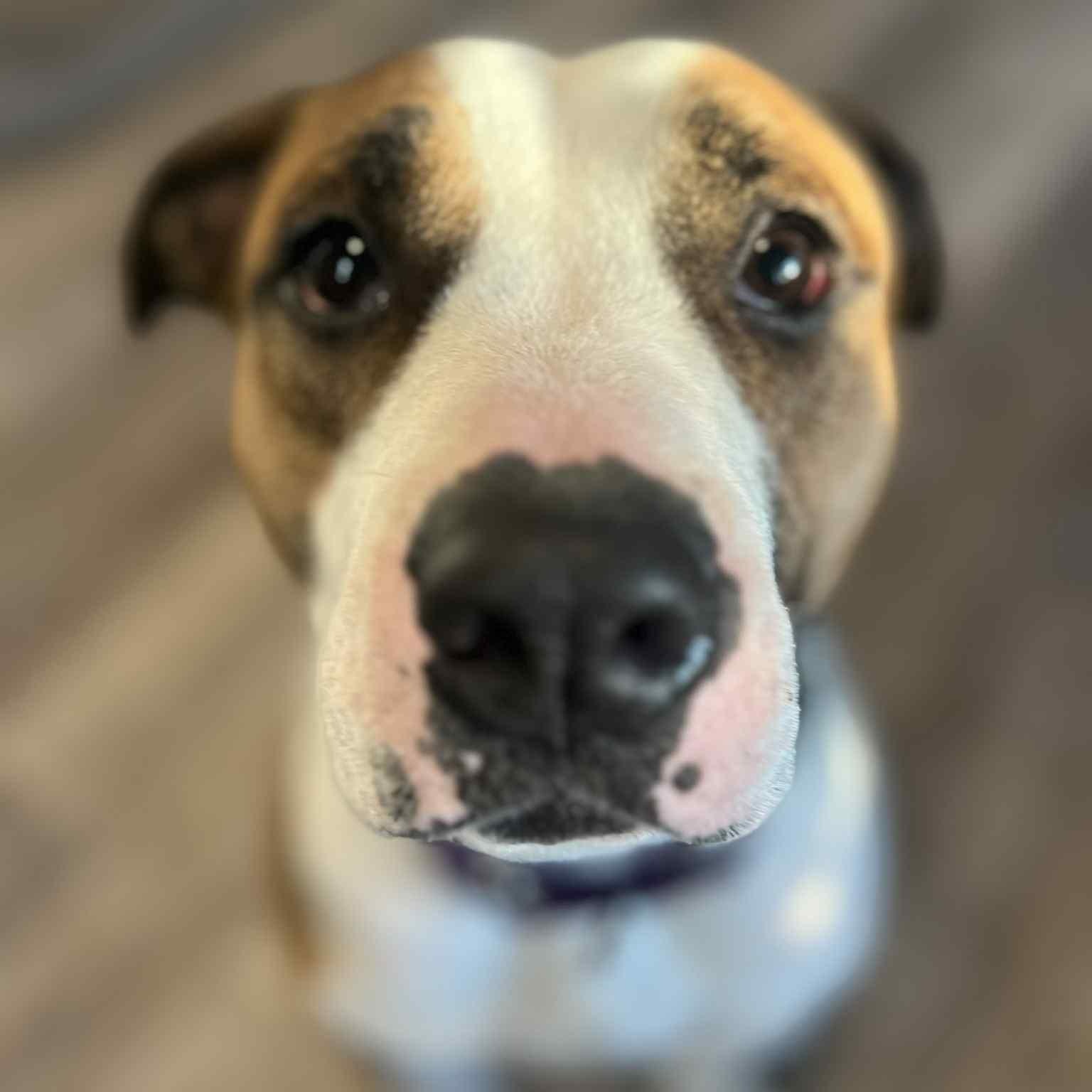 Mya, a Adoptable mixed breed in Richmond Hill, ON image 3/5