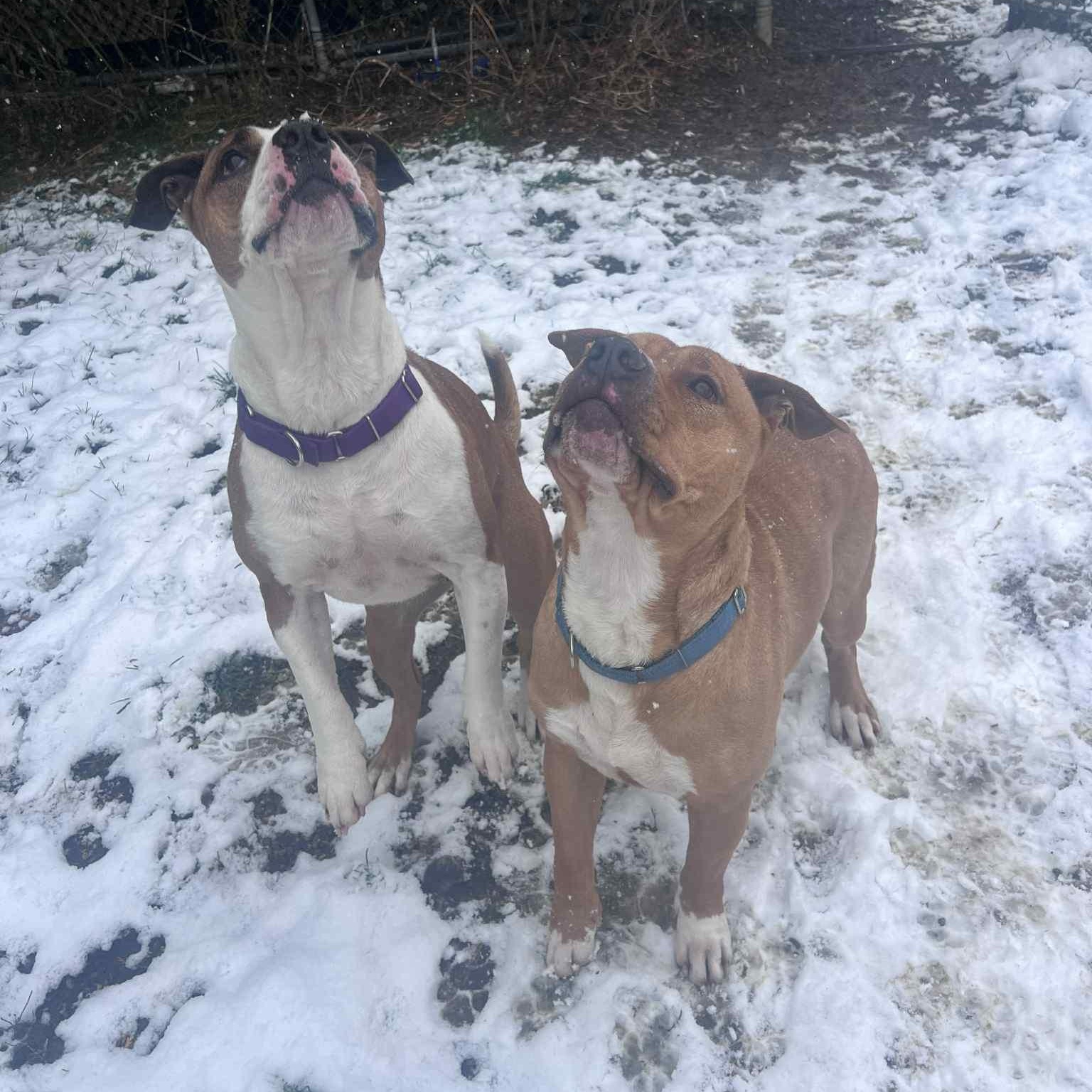 Mya, Adoptable, Adult Female Mixed Breed & American Bulldog.