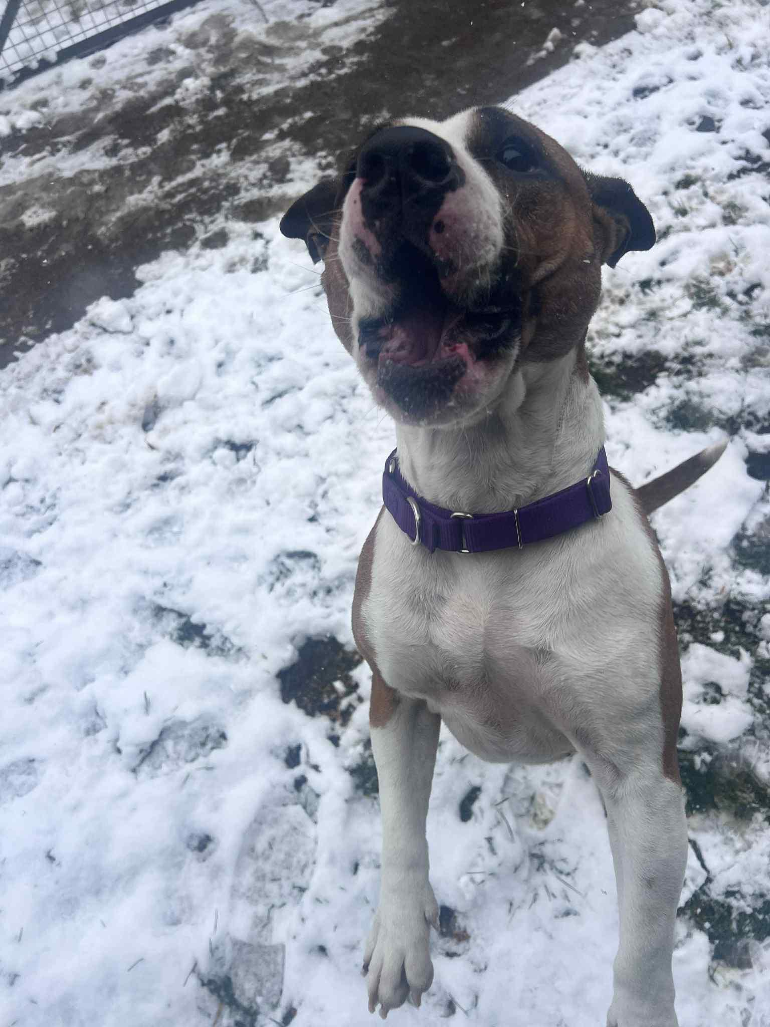 Mya, a Adoptable mixed breed in Richmond Hill, ON image 5/5