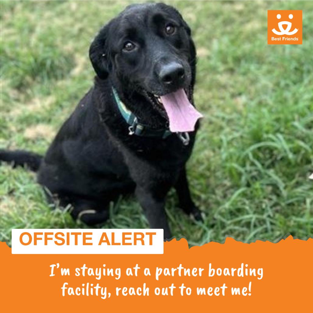 Kevin, Adoptable, Adult Male Black Labrador Retriever & Mixed Breed.