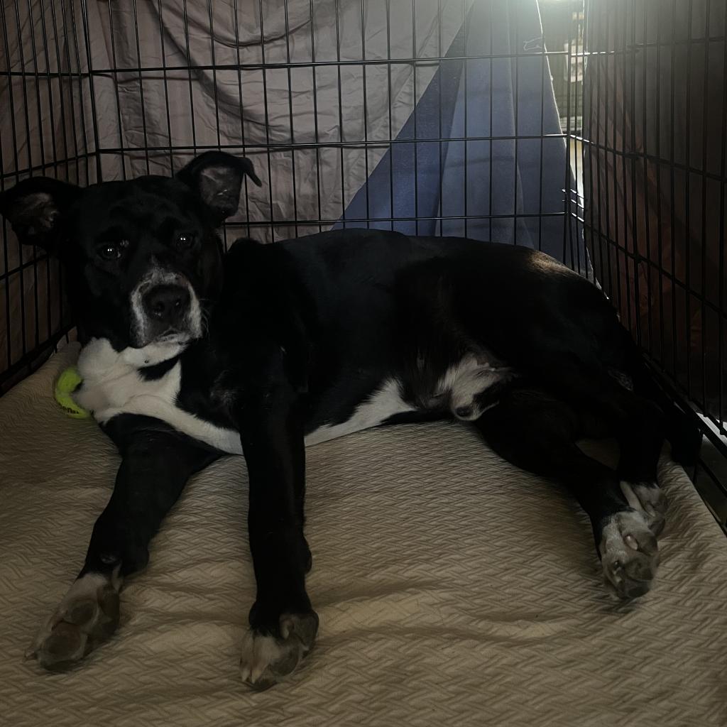 Turtle- 070801T-2, a Adoptable mixed breed in Tupelo, MS image 2/3