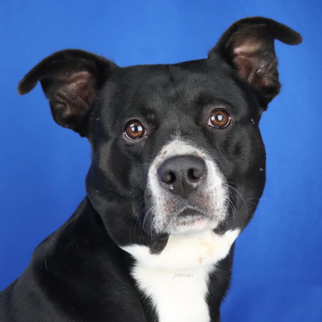 Turtle- 070801T-2, a Adoptable mixed breed in Tupelo, MS image 3/3