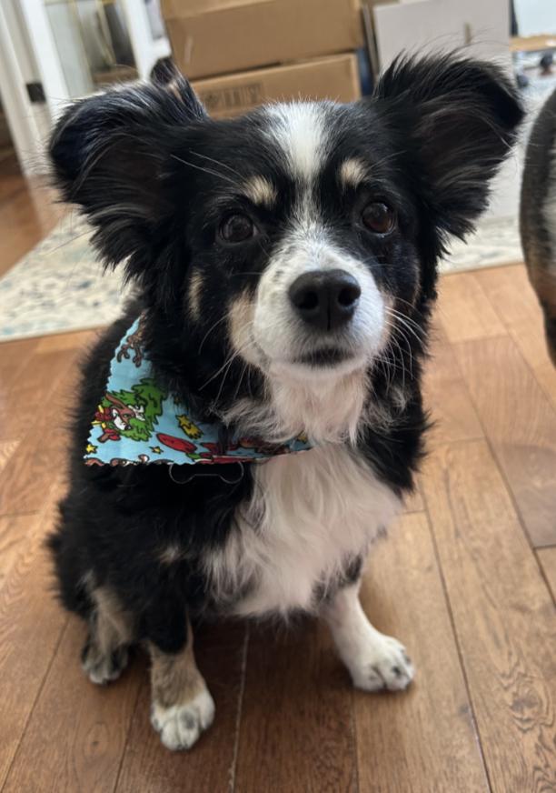 Mia, a Adoptable Australian Shepherd in Owen Sound, ON image 1/4