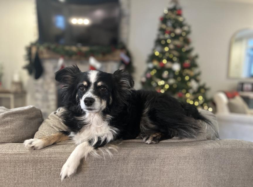 Mia, a Adoptable Australian Shepherd in Owen Sound, ON image 2/4