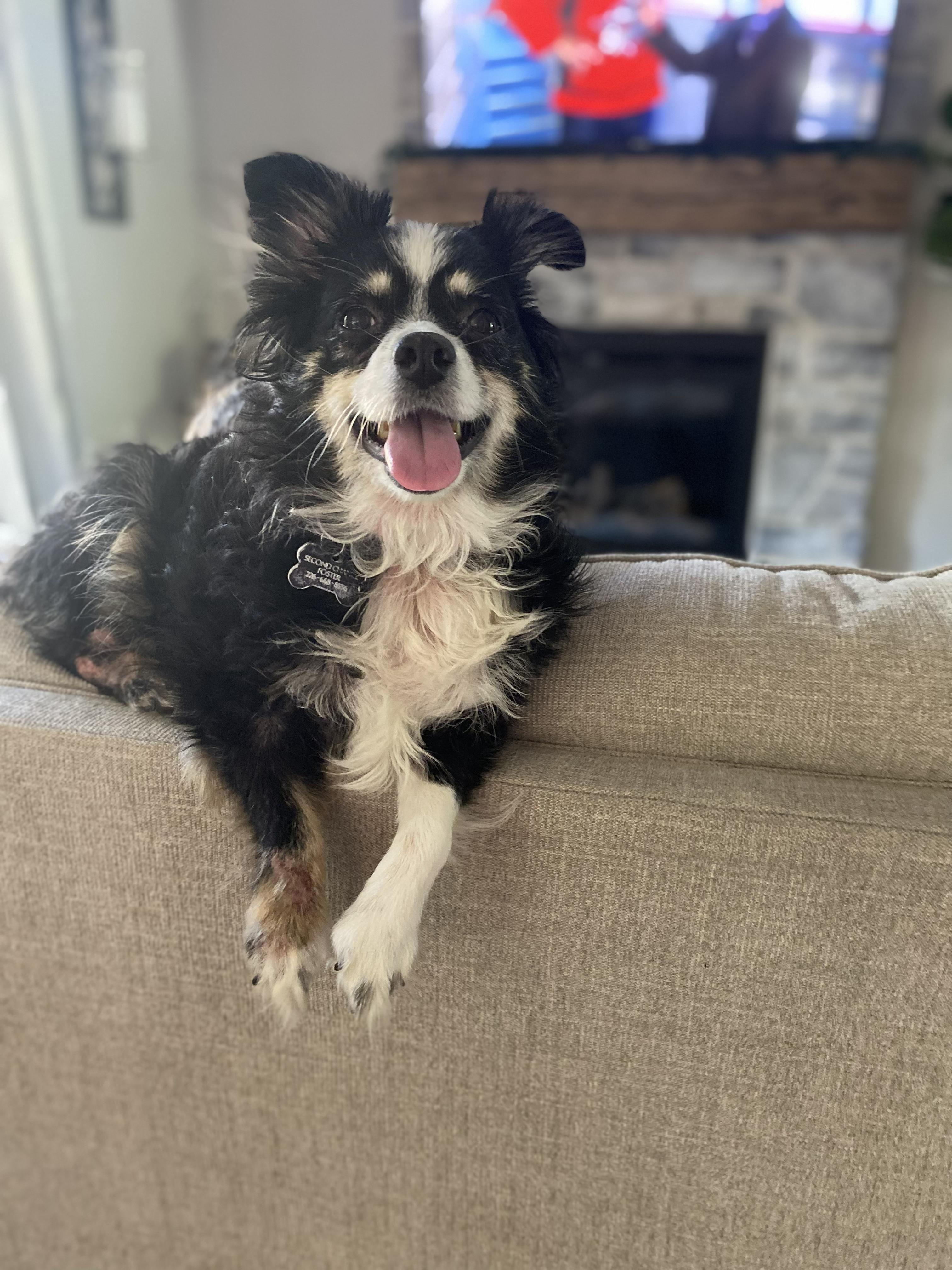 Mia, a Adoptable Australian Shepherd in Owen Sound, ON image 3/4