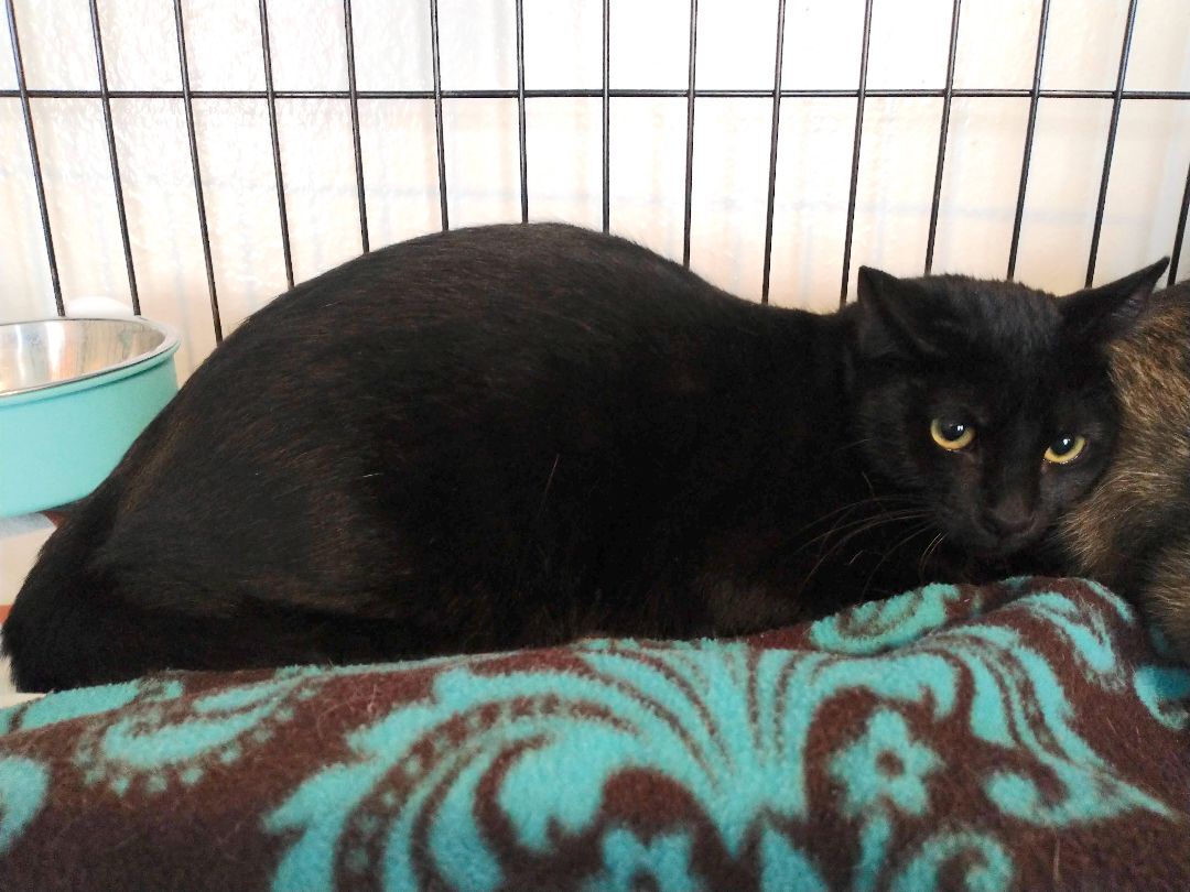 Trent, Adoptable, Adult Male Domestic Short Hair.