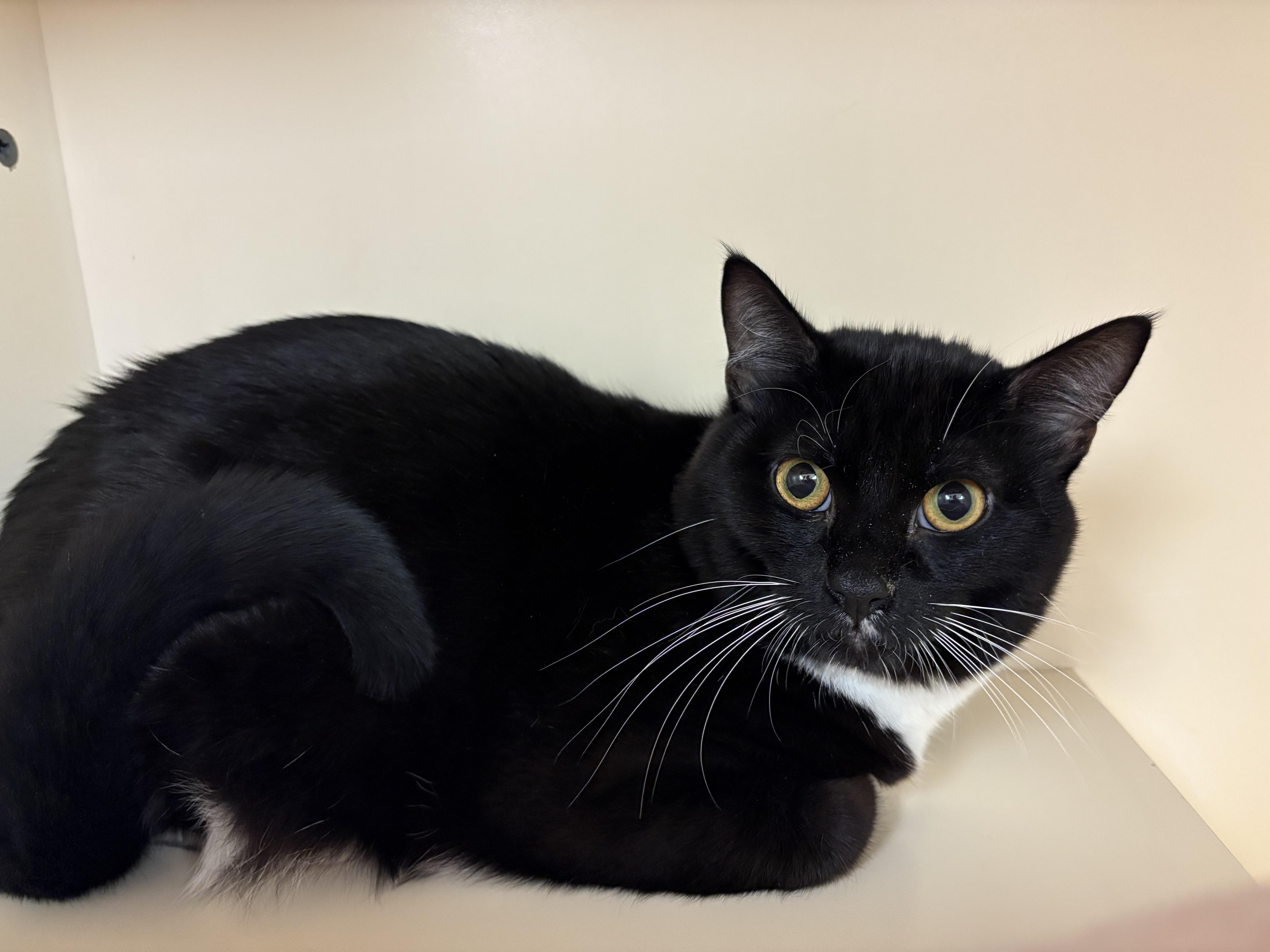 Enlarge Binx, a ADOPTABLE mixed breed in Hays, KS image 5/6
