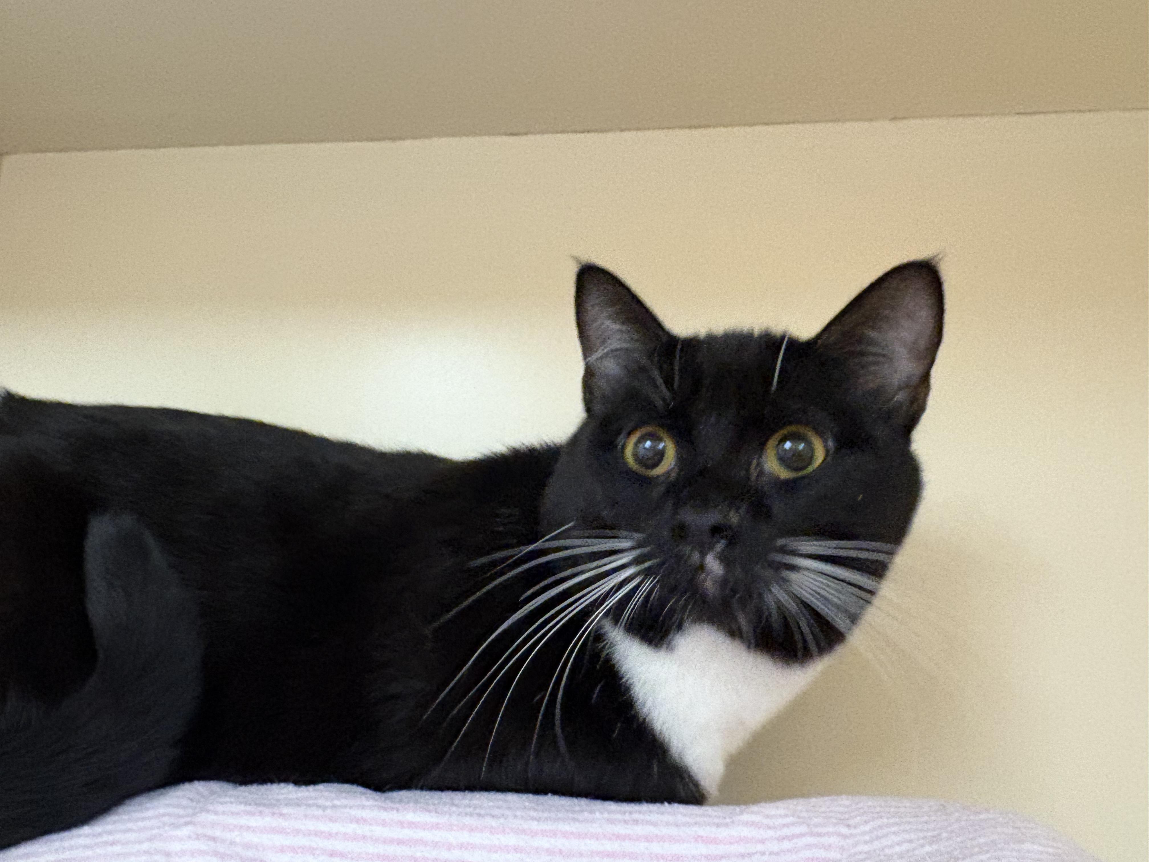 Enlarge Binx, a ADOPTABLE mixed breed in Hays, KS image 6/6