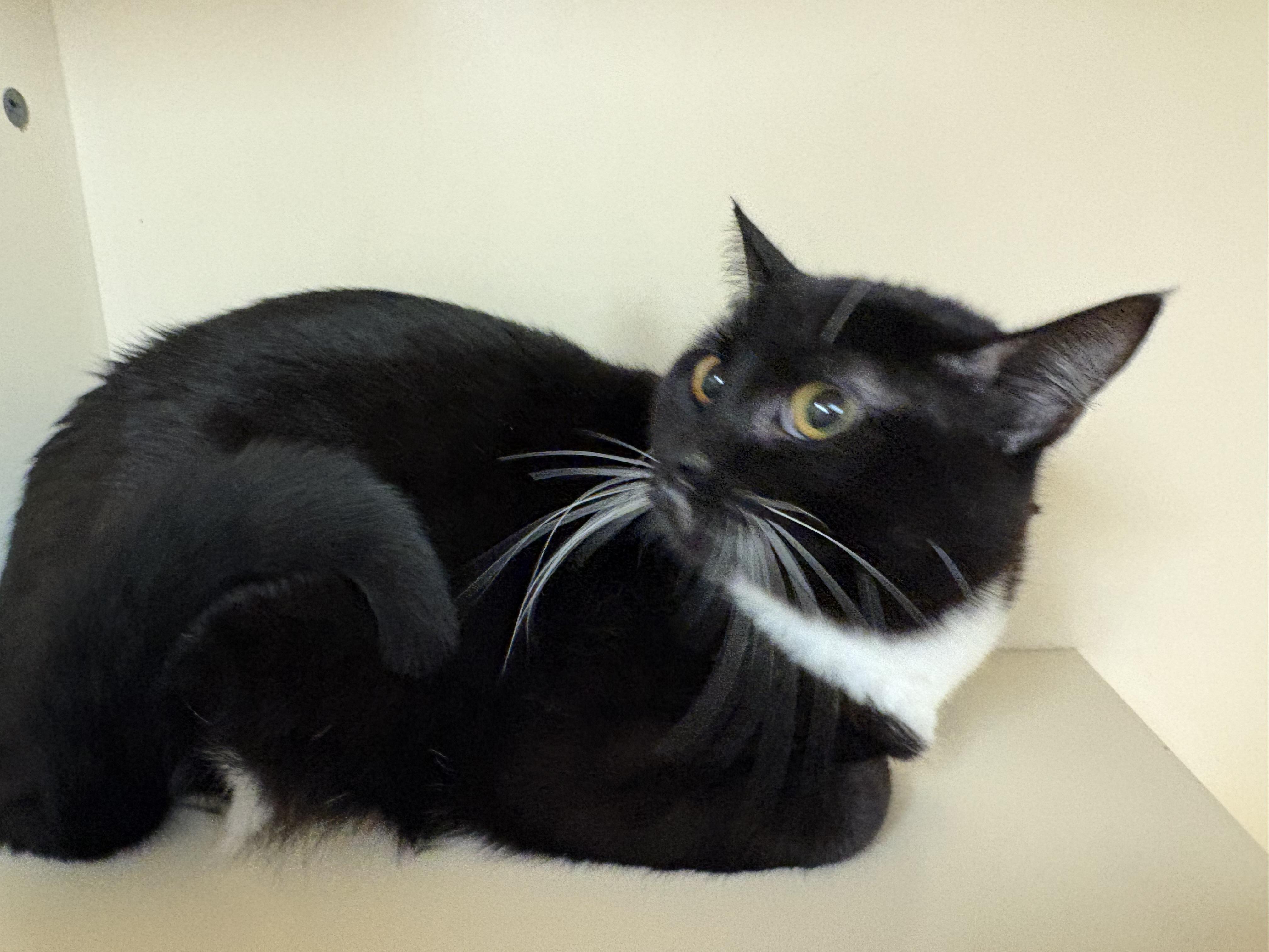 Enlarge Binx, a ADOPTABLE mixed breed in Hays, KS image 4/6