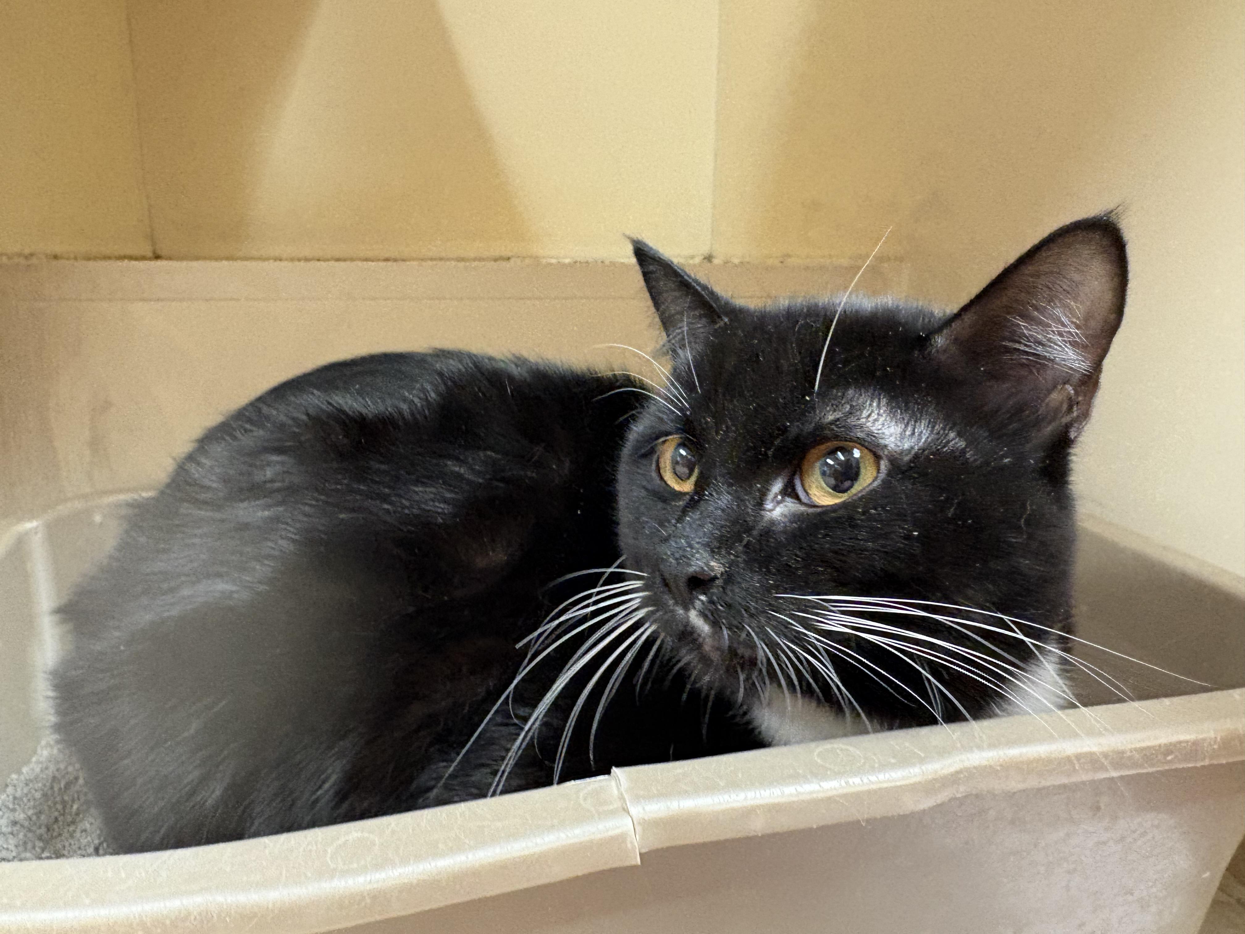 Enlarge Binx, a ADOPTABLE mixed breed in Hays, KS image 2/6