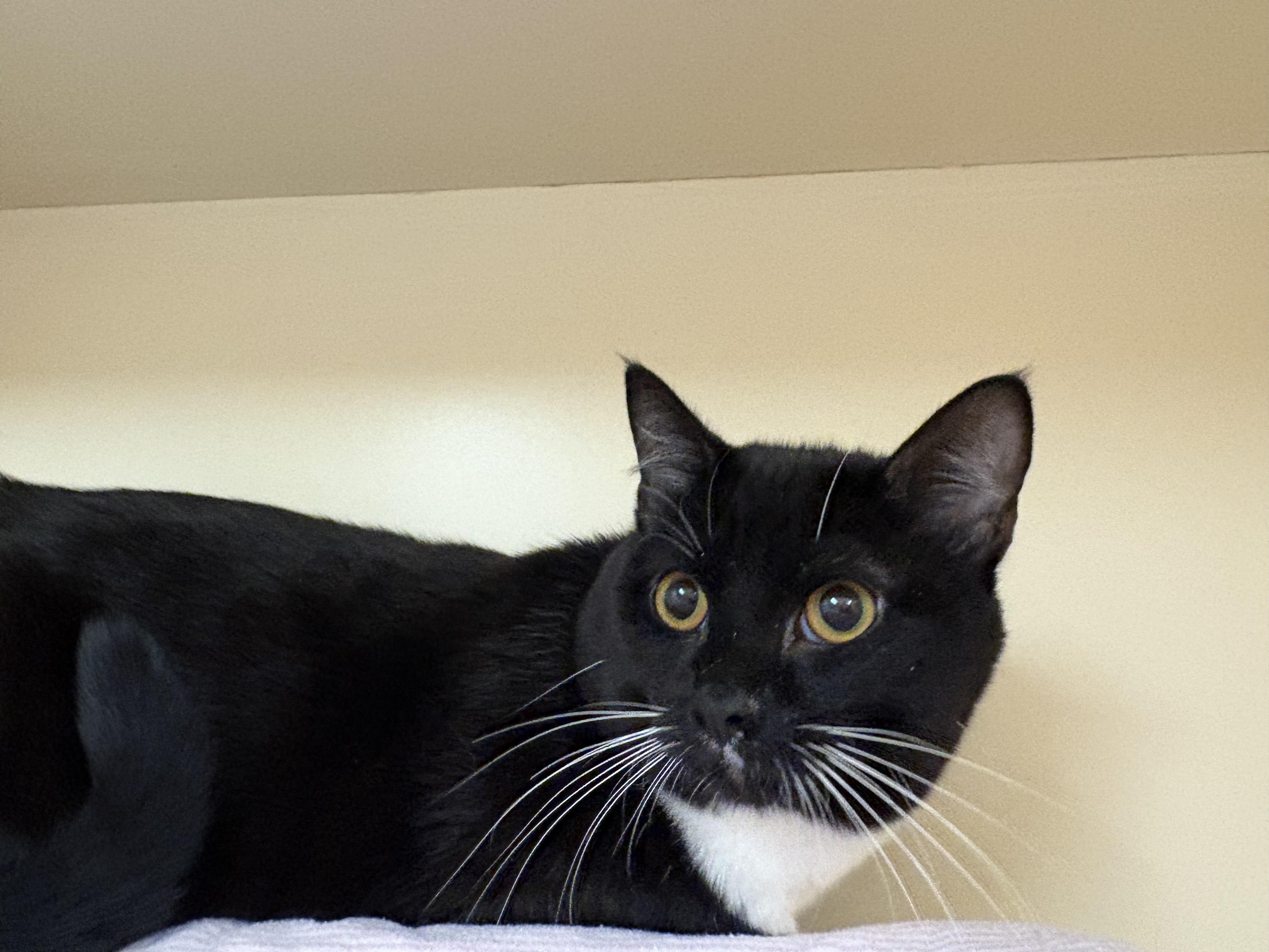 Enlarge Binx, a ADOPTABLE mixed breed in Hays, KS image 3/6