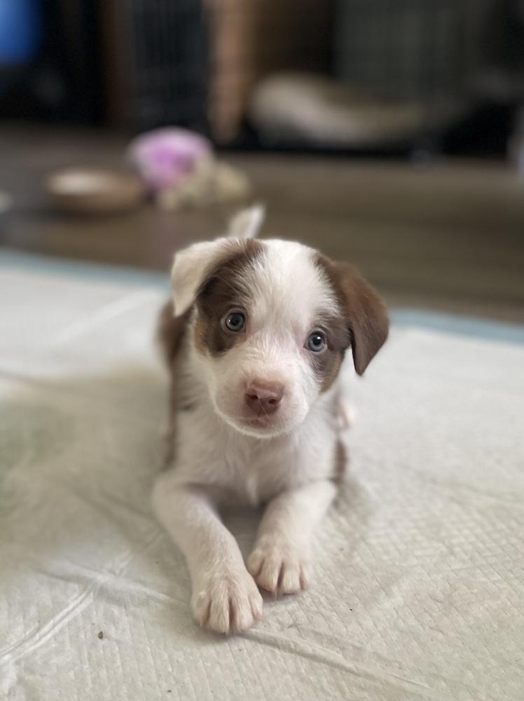 Cool Wrap (CW) - Chick-Fil-A Litter, Adoptable, Puppy Male Mixed Breed.
