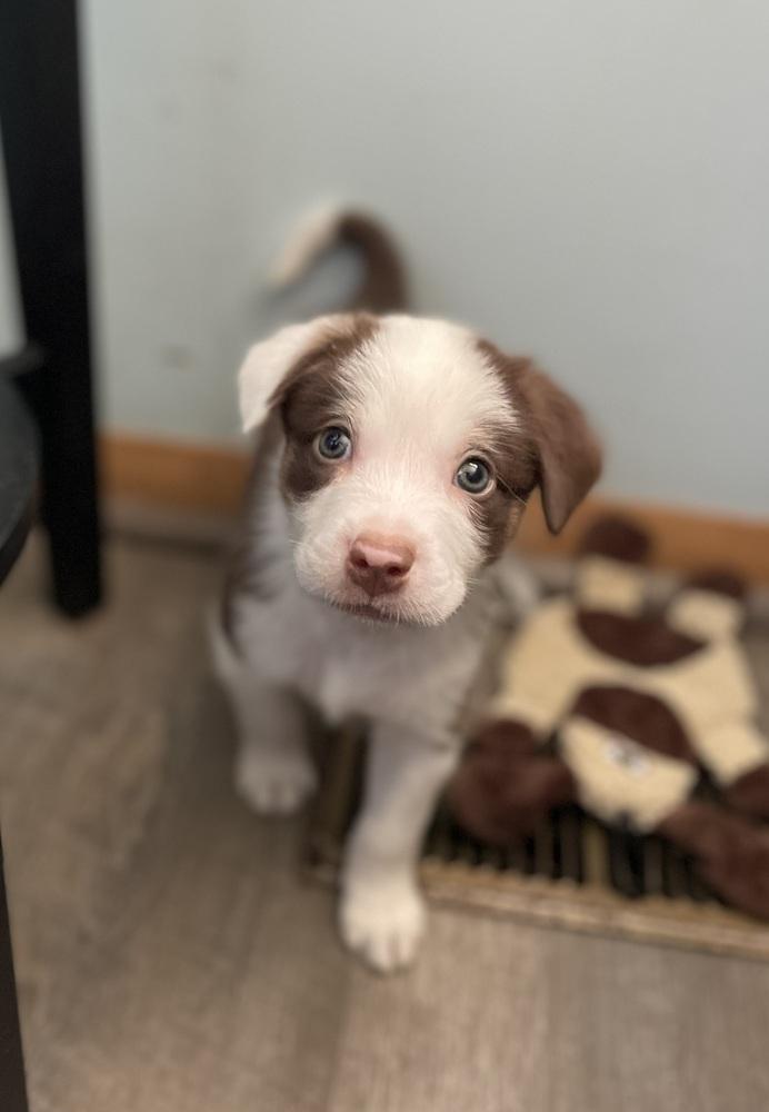 Cool Wrap (CW) - Chick-Fil-A Litter, Adoptable, Puppy Male Mixed Breed.