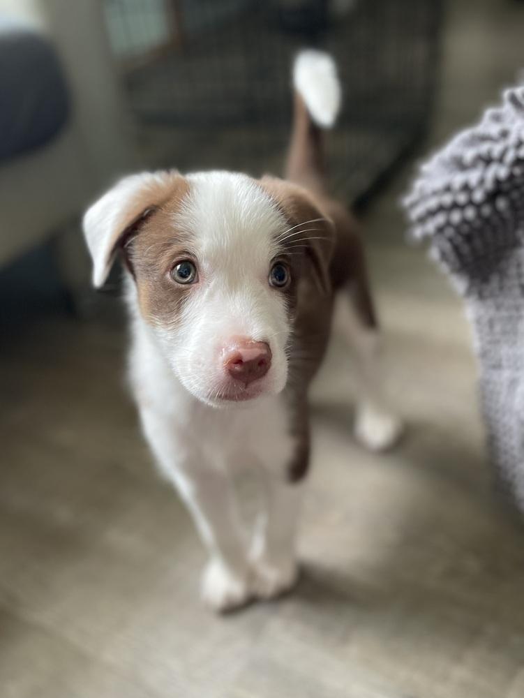 Cool Wrap (CW) - Chick-Fil-A Litter, a Adoptable mixed breed in Columbus, OH image 2/5