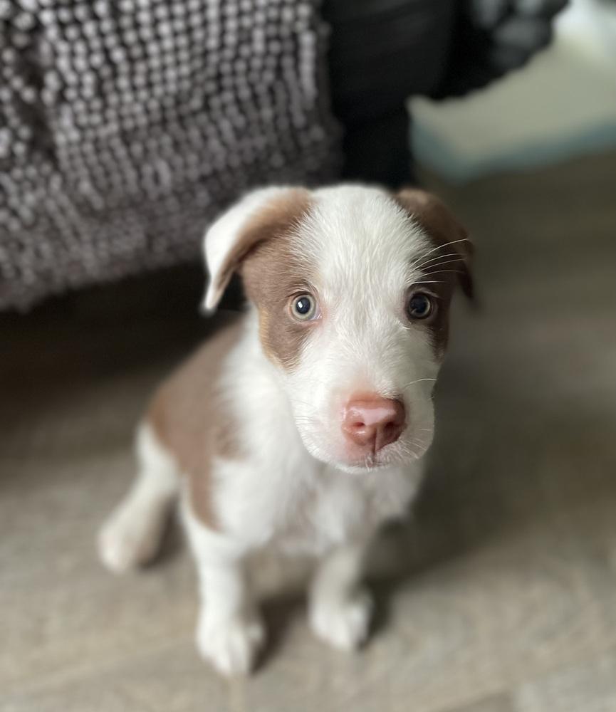 Cool Wrap (CW) - Chick-Fil-A Litter, a Adoptable mixed breed in Columbus, OH image 3/5
