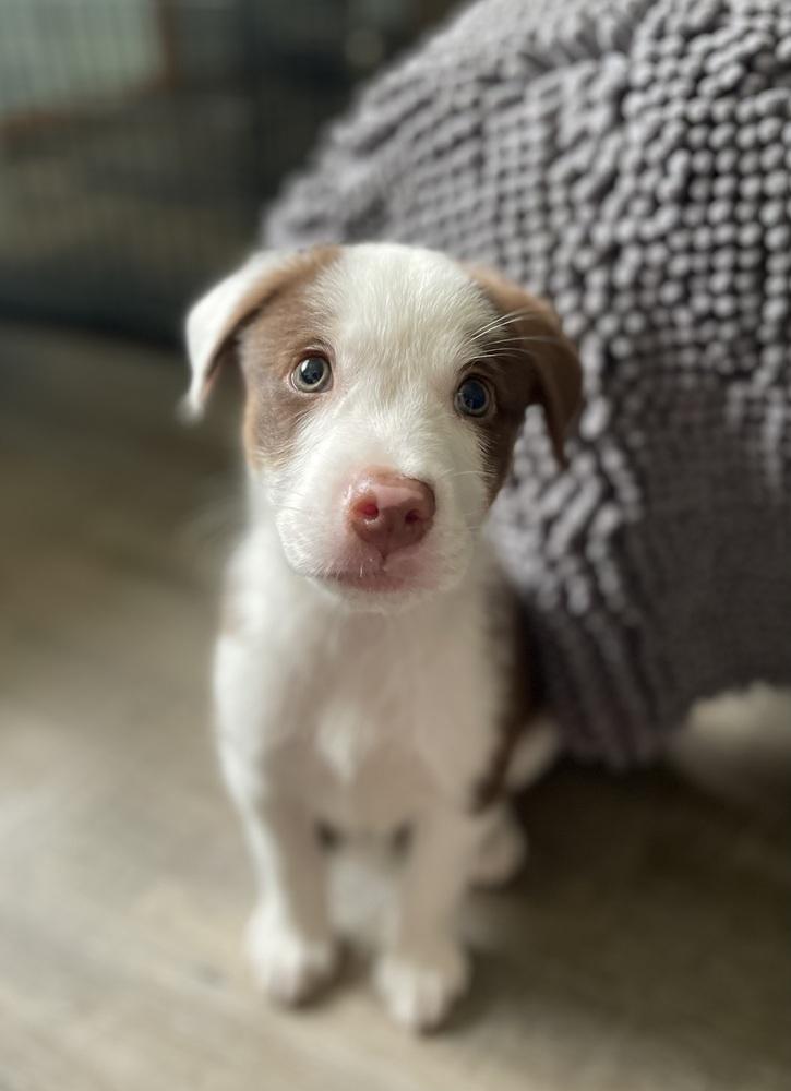 Cool Wrap (CW) - Chick-Fil-A Litter, a Adoptable mixed breed in Columbus, OH image 4/5