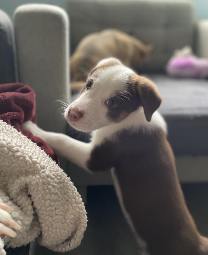 Cool Wrap (CW) - Chick-Fil-A Litter, a Adoptable mixed breed in Columbus, OH image 5/5