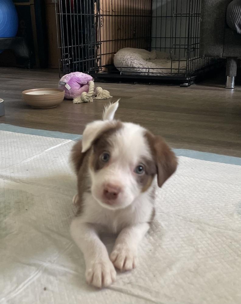 Cool Wrap (CW) - Chick-Fil-A Litter, a Adoptable mixed breed in Columbus, OH image 3/3