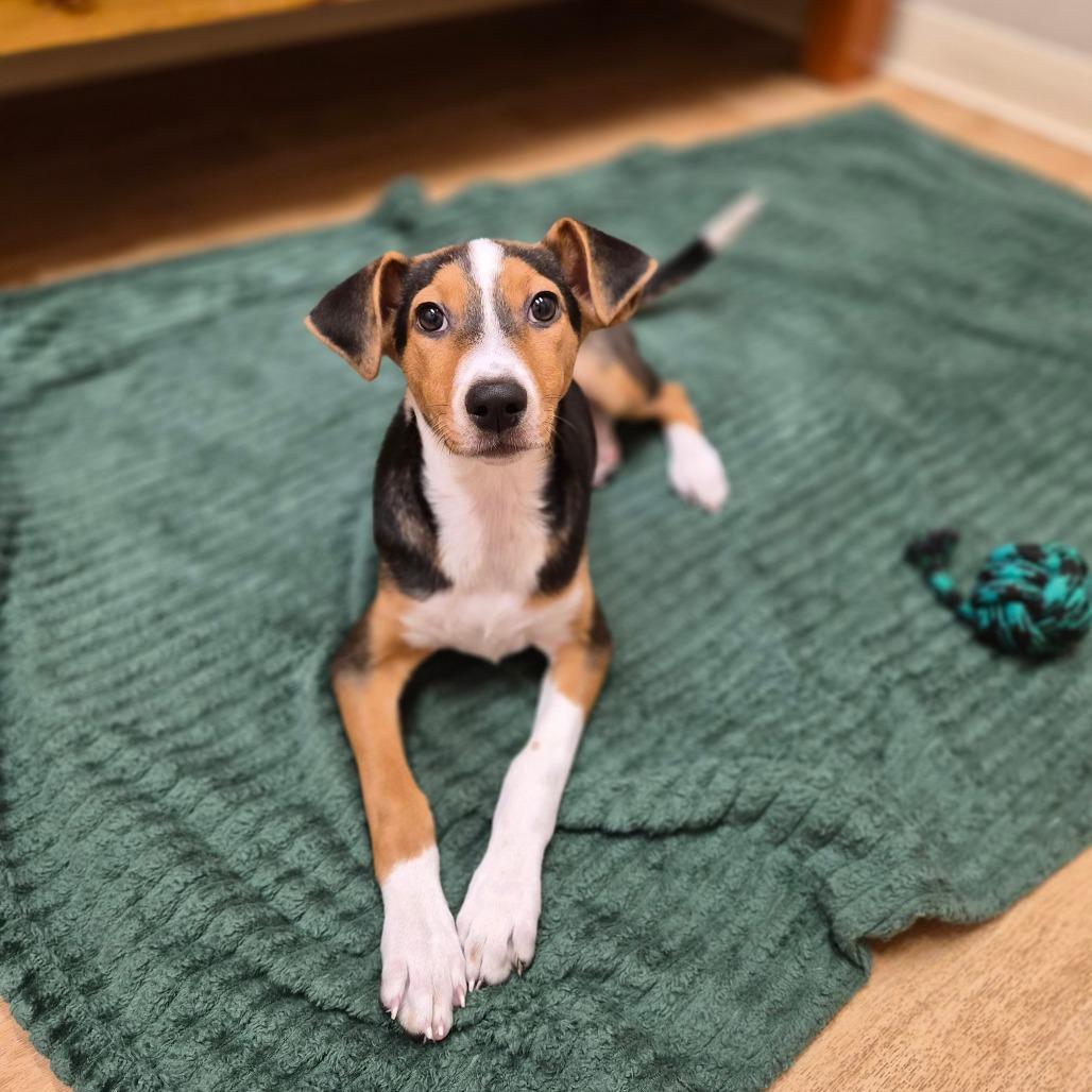 Harper, Adoptable, Puppy Female Coonhound & Mixed Breed.