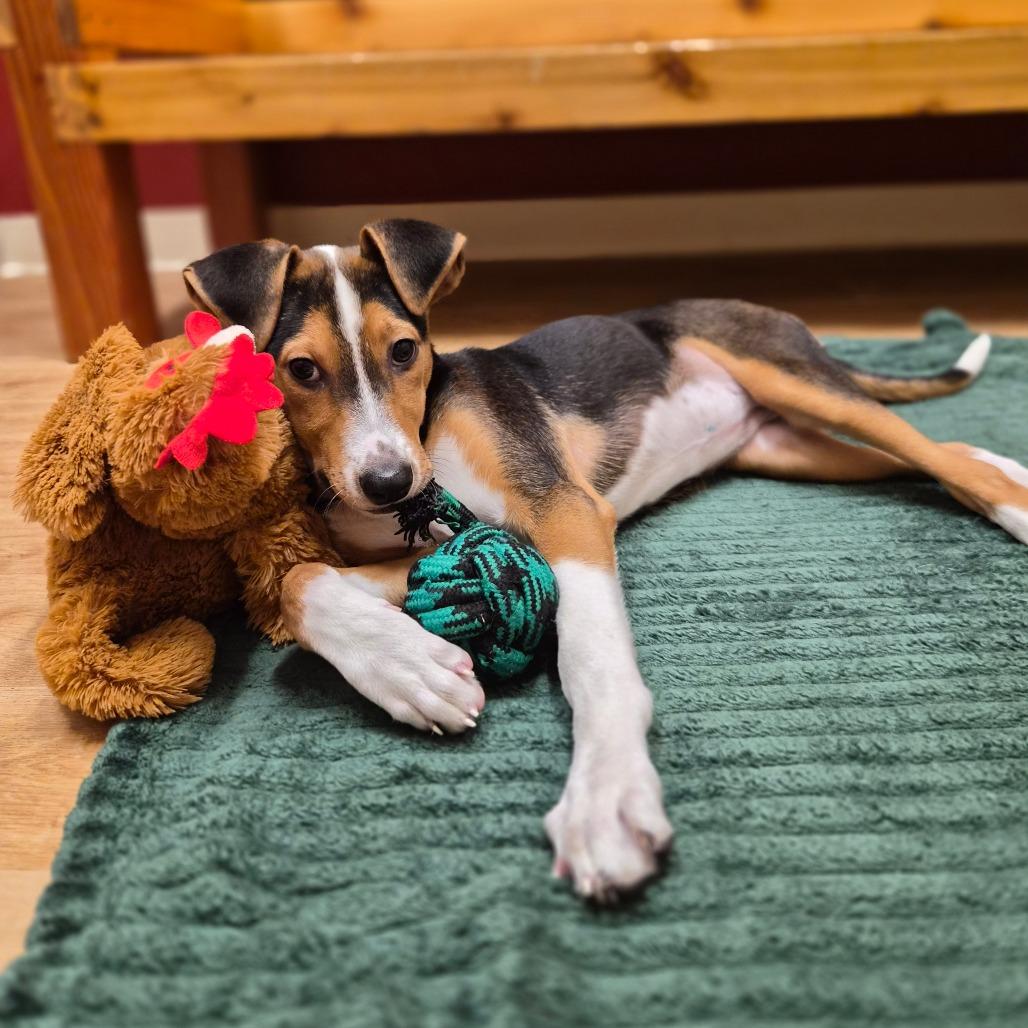 Enlarge Harper, a Adoptable mixed breed in Woodstock, IL image 2/6