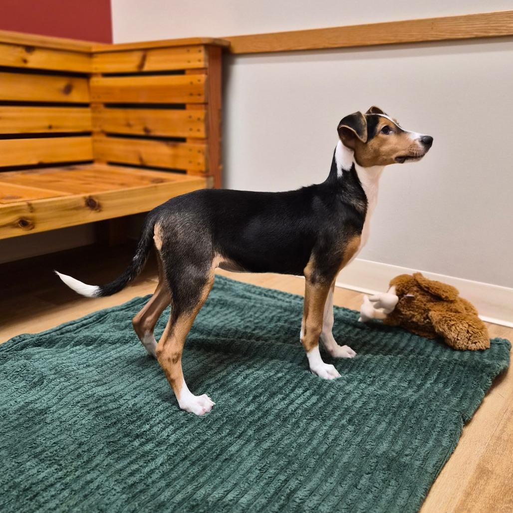 Enlarge Harper, a Adoptable mixed breed in Woodstock, IL image 3/6
