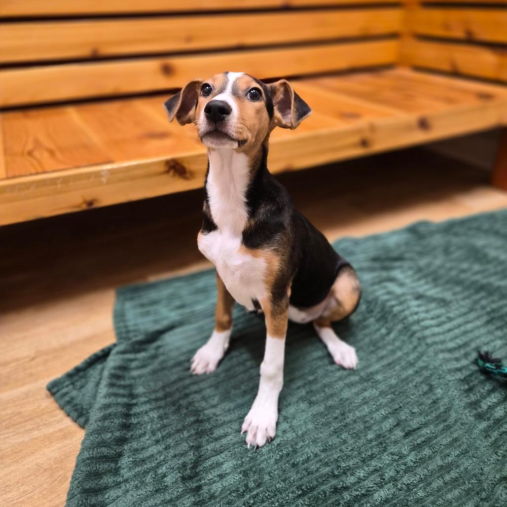 Enlarge Harper, a Adoptable mixed breed in Woodstock, IL image 4/6