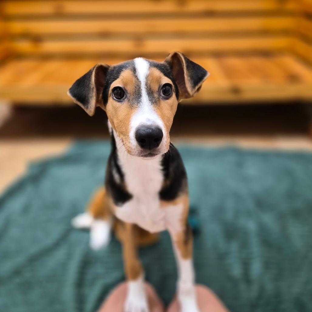 Enlarge Harper, a Adoptable mixed breed in Woodstock, IL image 5/6