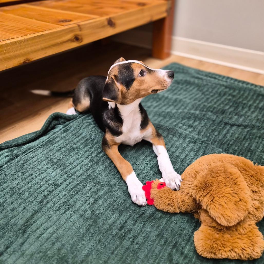 Enlarge Harper, a Adoptable mixed breed in Woodstock, IL image 6/6
