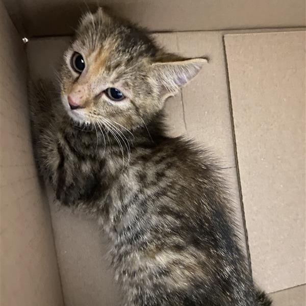 Laverne, Adoptable, Young Female Domestic Short Hair.