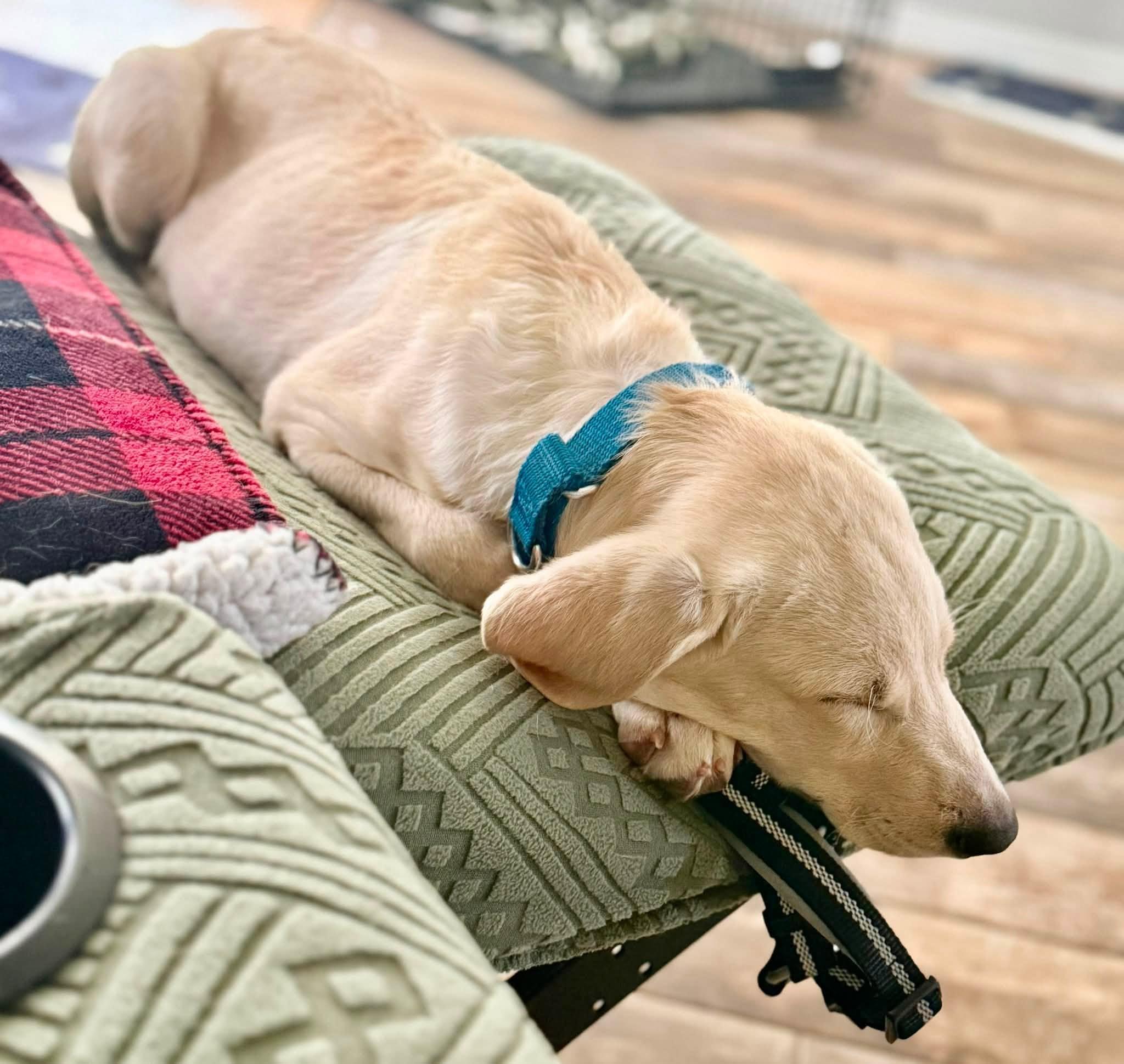 Needles, a Adoptable mixed breed in Leroy, MI image 5/6
