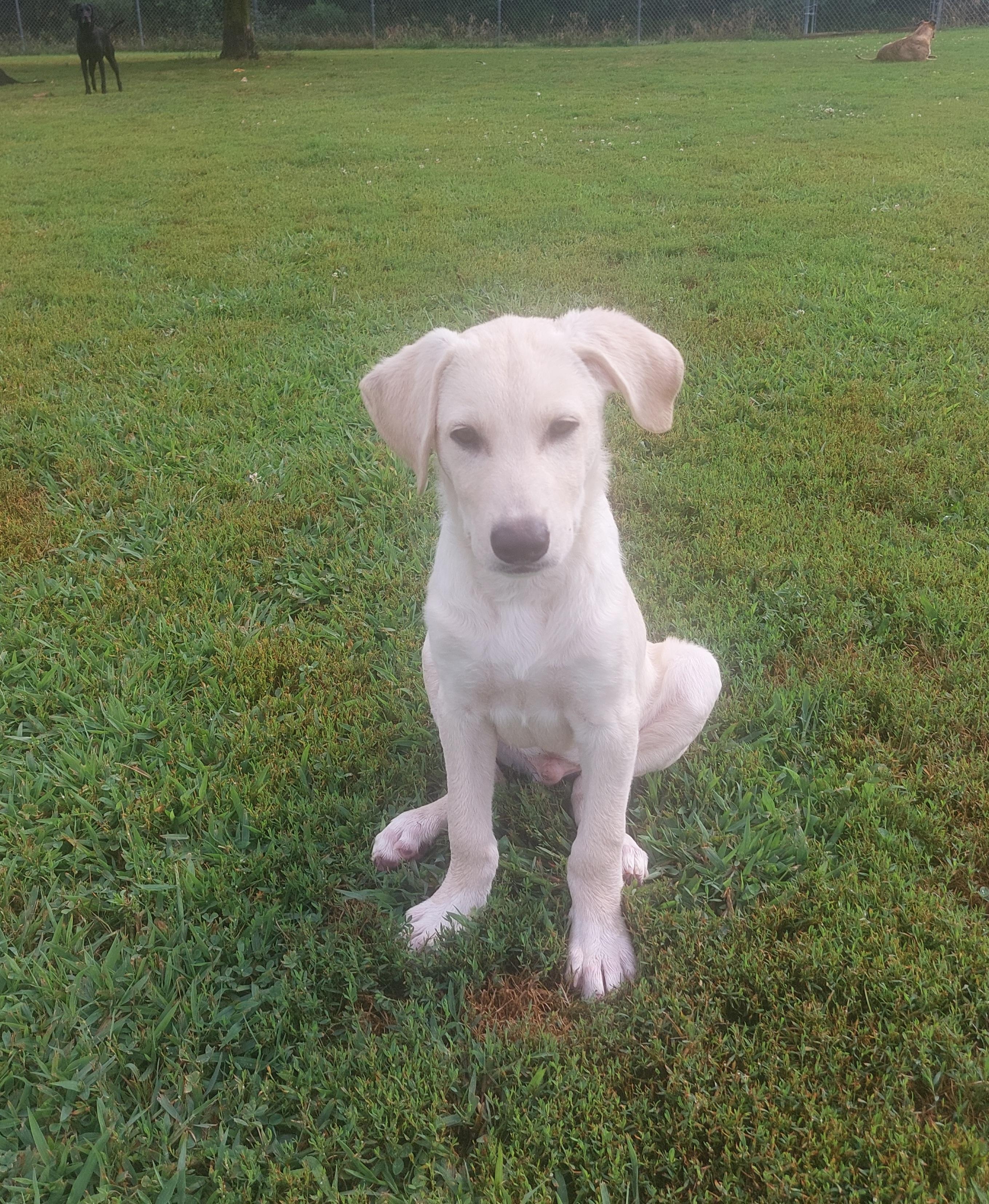 Needles, a Adoptable mixed breed in Leroy, MI image 2/6