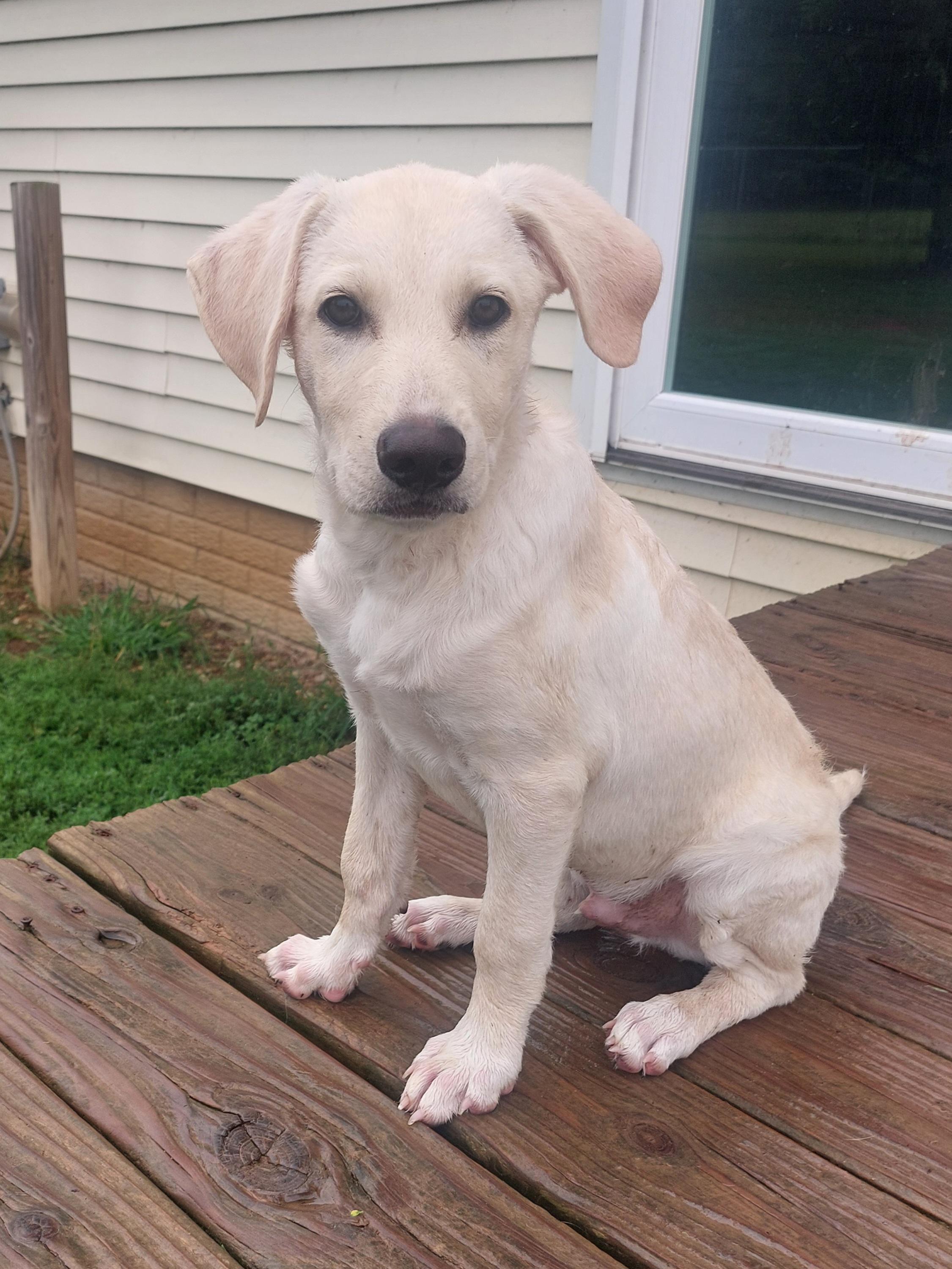 Needles, Adoptable, Puppy Male Yellow Labrador Retriever & Labrador Retriever.