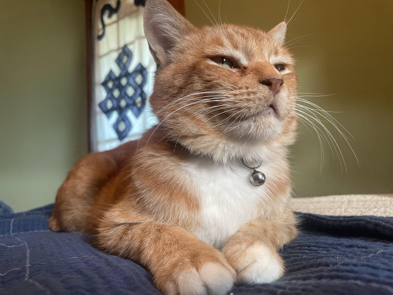 Sol, Adoptable, Adult Male Domestic Short Hair.