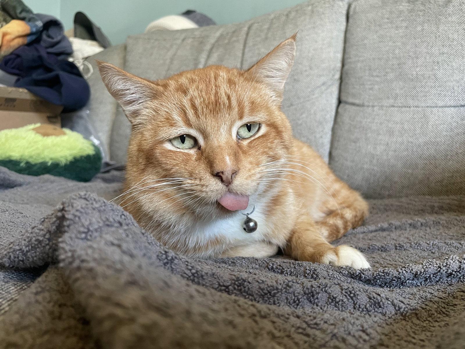 Sol, a Adoptable Domestic Short Hair in Oakland, CA image 3/3
