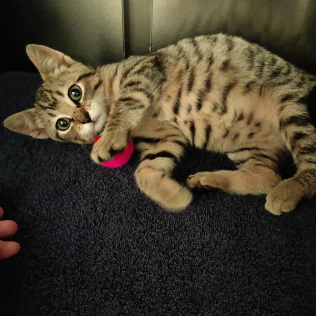 Enlarge Fern, a Adopted mixed breed in Eastsound, WA image 1/2