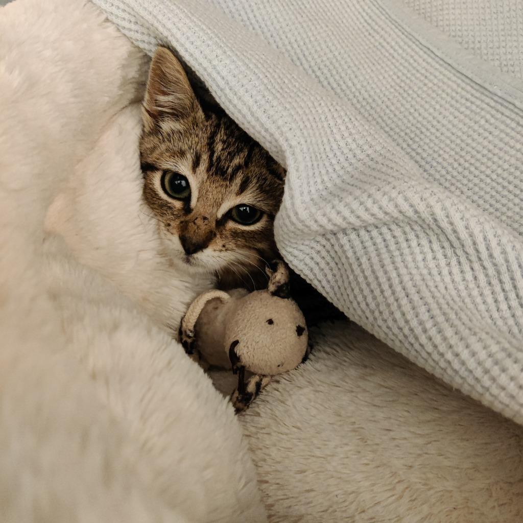 Enlarge Fern, a Adopted mixed breed in Eastsound, WA image 2/2