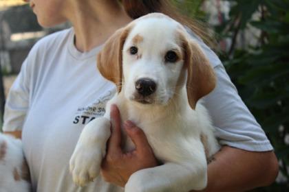 Cletus, Adoptable, Adult Male Treeing Walker Coonhound & Mixed Breed.