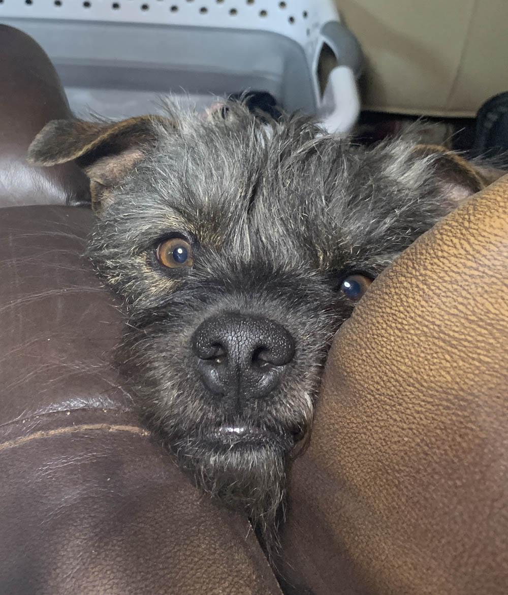 DARCY in AZ, Adoptable, Young Female Yorkshire Terrier & American Staffordshire Terrier.