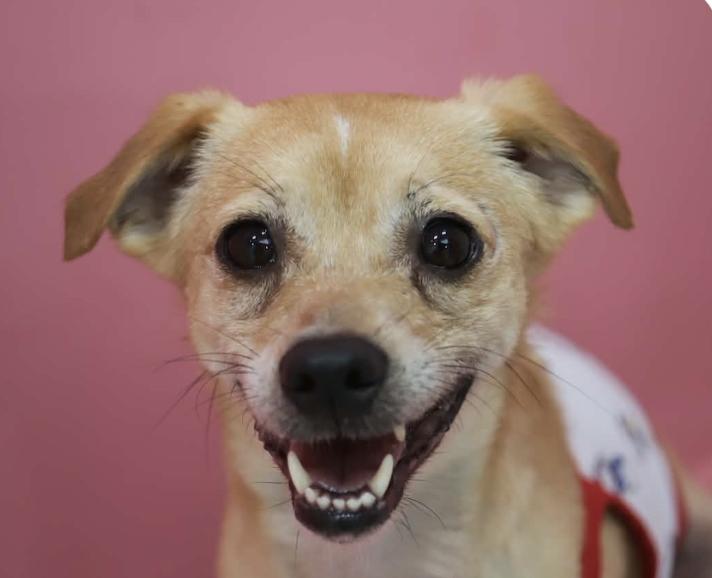 Woody, ADOPTABLE, Adult Female Terrier & Jindo.