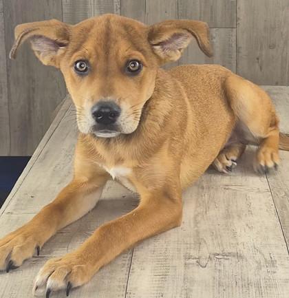 Sky, Adoptable, Adult Female Retriever & Mixed Breed.