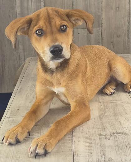 Enlarge Sky, a Adoptable mixed breed in Shreveport, LA image 2/2