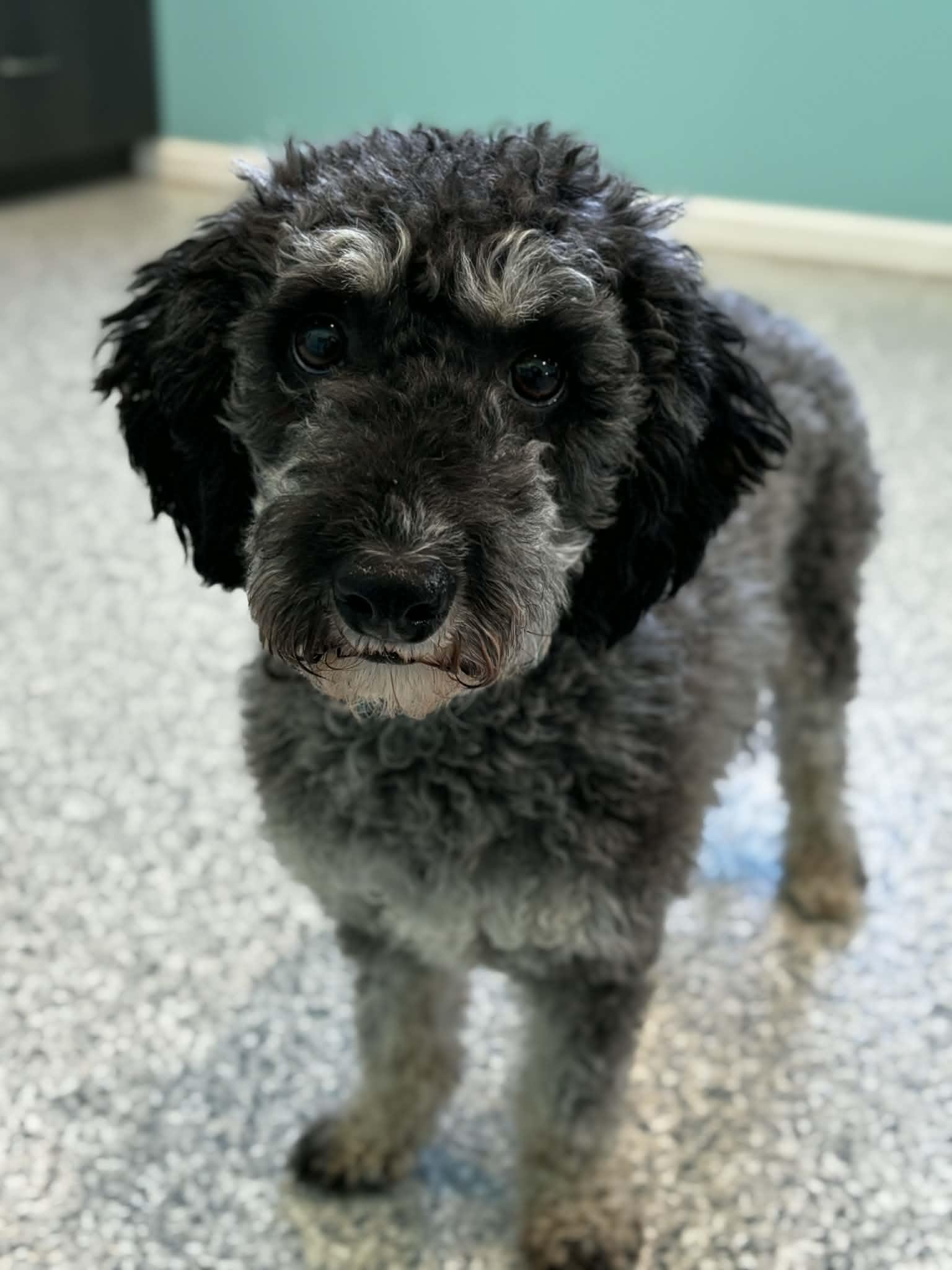 Berrie, adopted, Adult Female Bernese Mountain Dog & Miniature Poodle.