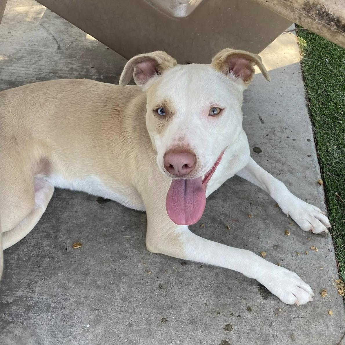 Enlarge Snow, a Adoptable mixed breed in San Francisco, CA image 4/6