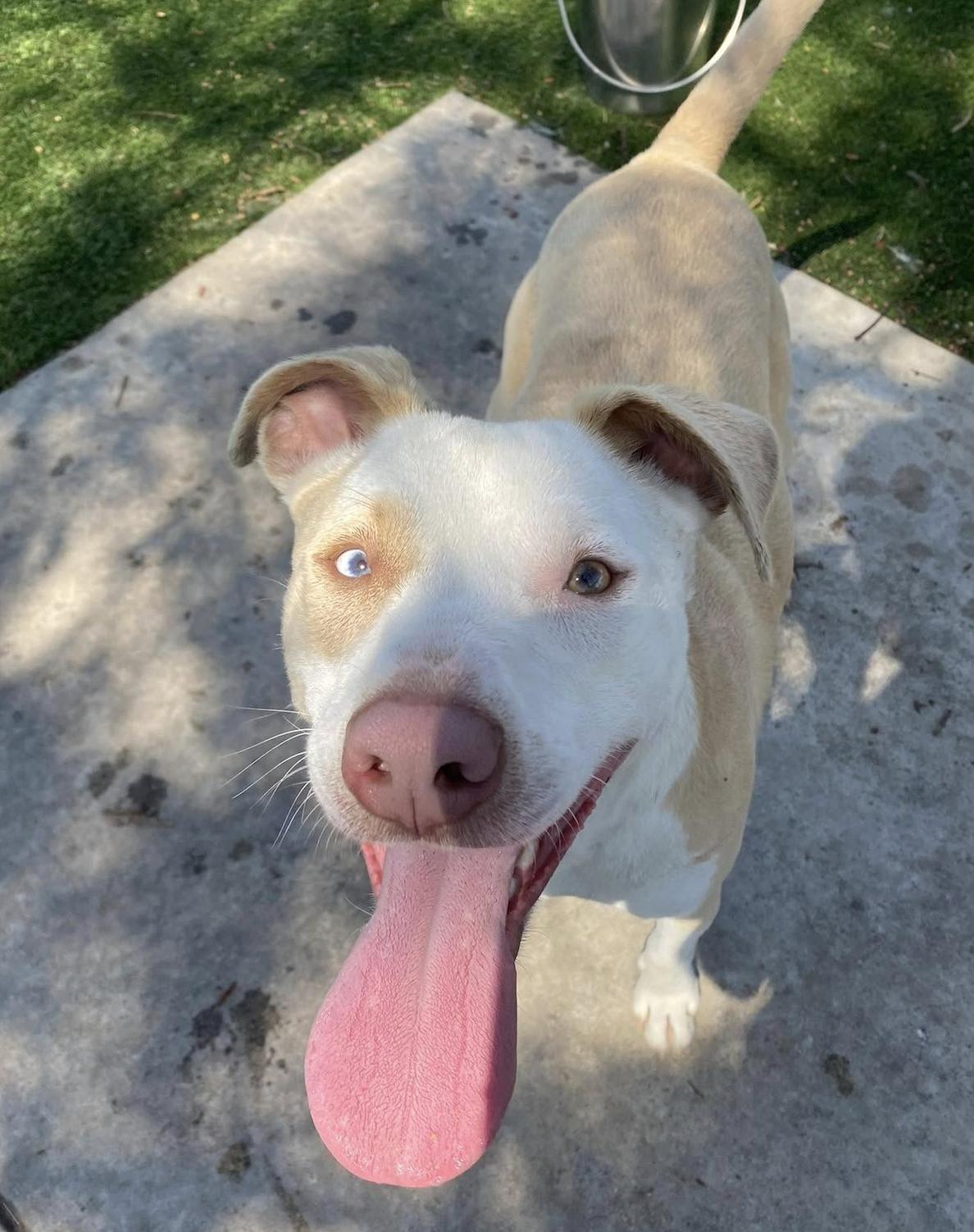 Snow, Adoptable, Young Female American Staffordshire Terrier & Australian Cattle Dog / Blue Heeler.