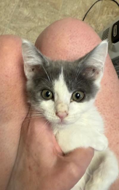 Enlarge Twinkie, a ADOPTABLE Domestic Short Hair in Sedalia, CO image 1/2