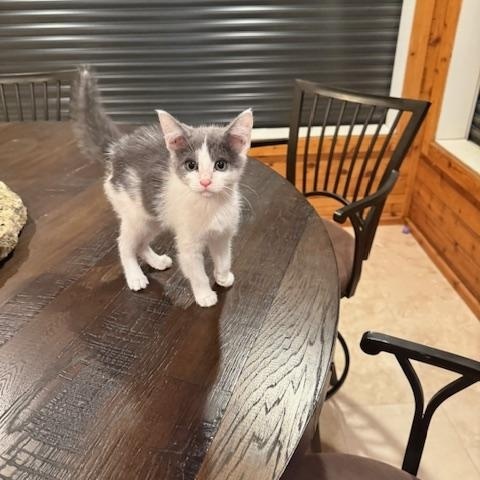 Enlarge Twinkie, a ADOPTABLE Domestic Short Hair in Sedalia, CO image 2/2