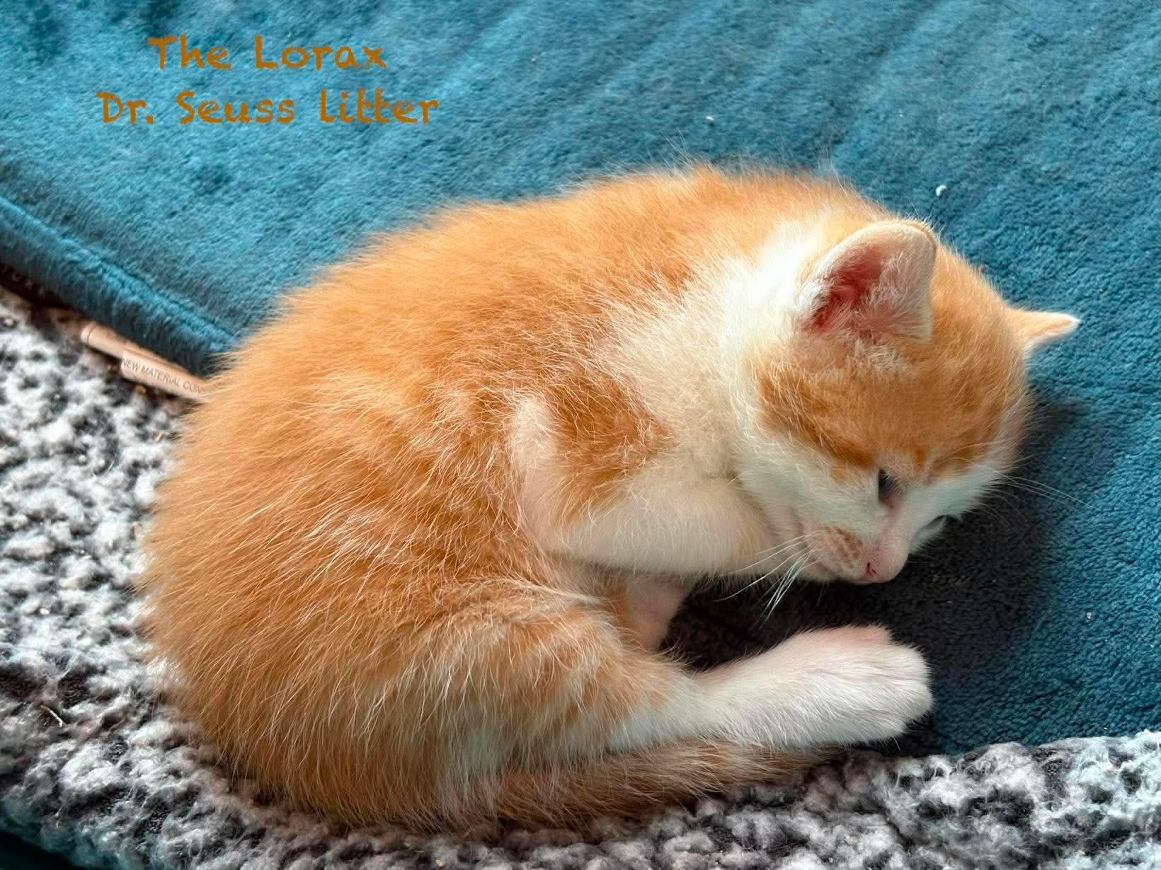 The Lorax, a ADOPTABLE Domestic Short Hair in New Hartford, NY image 3/4